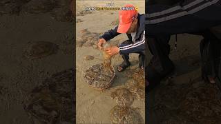 Rescue mission part 6 Over 100 jellyfish safely returned to their home 🌴 [upl. by Icrad]