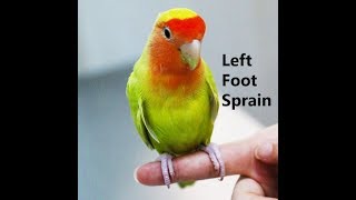 A 4monthold love bird sprained his left foot [upl. by Dorice]