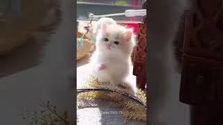 The Cutest Cats You’ll Ever See 😻  Pawsome Cat Moments  Happy Tails TV cutecats shorts [upl. by Komsa]