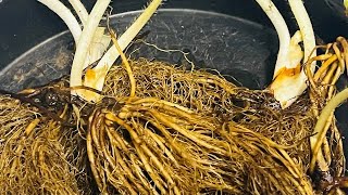 How to soak bareroot strawberry before planting [upl. by Blatman912]