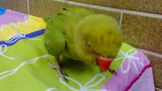 Parrot playing angry bird [upl. by Lebbie]