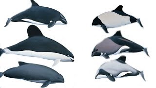 All Porpoises Species  Species List [upl. by Bugbee]