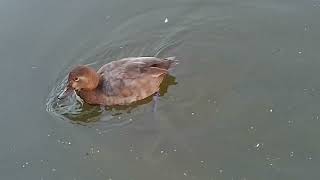 common pochard and flight geese [upl. by Lerret527]