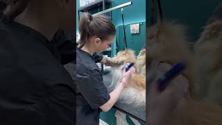 grooming dog собака doglover грумер puppy [upl. by Mcnalley]