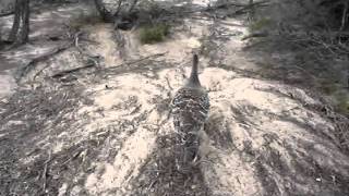 Malleefowl Chick leaving the mound [upl. by Brotherson]