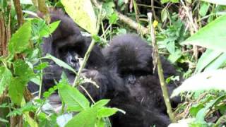 Gorilla Mom with Infant and Juvenile Son [upl. by Mahla771]