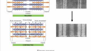 Myofibrils science song parody of quotMy Sharonaquot [upl. by Onailerua]