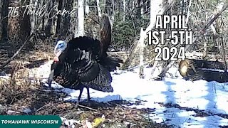 April 1st5th 2024 Tomahawk Wisconsin Trail Camera Highlights [upl. by Ennaerb235]