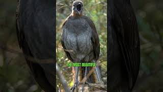 Superb Lyrebird  The World’s Greatest Mimic and Songbird shorts [upl. by Irehc]