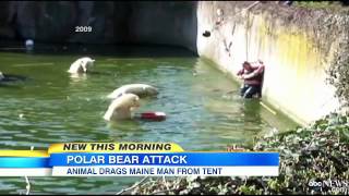 Polar Bear Attack Video 2013 Maine Lawyer Attacked by Polar Bea [upl. by Day]