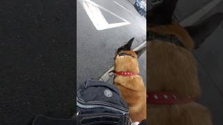 Road safety Dog Training Malinois peep and creep [upl. by Arhas]