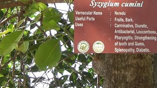 Uses of Syzygium cumini  Neredu  Herbal garden [upl. by Oag]