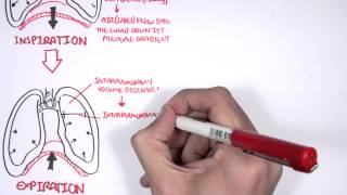 Mechanism of Breathing [upl. by Adnolrehs]