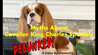 Myths About Cavalier King Charles Spaniels  Debunked [upl. by Giavani]