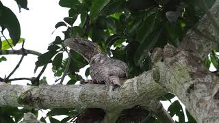 Papuan Frogmouth Podargus papuensis [upl. by Aeduj]