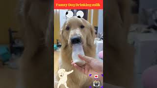 Funny Dog videos Cskchandru87 shorts funnyvideo doglover youtubeshorts petstrending [upl. by Lehman]