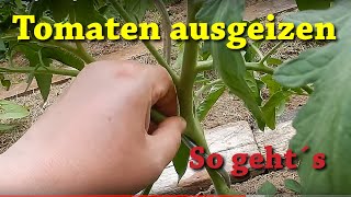 Tomaten ausgeizen  so geht´s 🍅🍅🍅 Geiztriebe an Tomaten erkennen und entfernen 🍅🍅🍅 [upl. by Yorke]