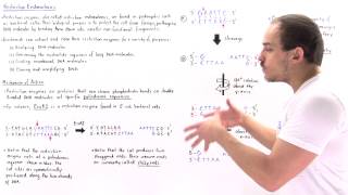 Restriction Enzymes and Palindromic Sequences [upl. by Marder]