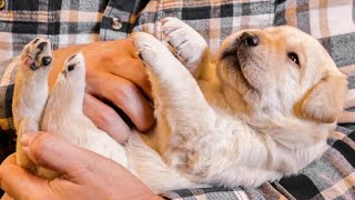 Puppies First Belly Rubs [upl. by Olwen]