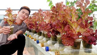 The ways to grow vegetables at home does not cost money but for high productivity [upl. by Joacimah]