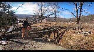 Dying codominant Ash tree along driveway [upl. by Philipp683]