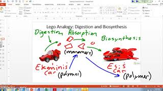 Legos Analogy Digestion and Biosynthesis [upl. by Leacock378]