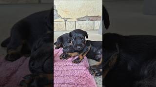 dogtraining puppy puppies puppylife jagdterrier terrier puppyvideos cutepuppies [upl. by Strohl]