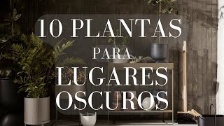 10 Plantas Perfectas para Lugares Oscuros de tu Casa Plantas para las partes mas oscuras de casa [upl. by Prevot841]