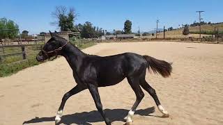 Lexington KC 2023 grey Oldenburg colt [upl. by Otho]