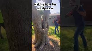 Drilling a Hole Through A Tree Helping The birds animal woodpecker [upl. by Greenquist813]