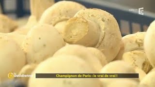 Champignon de Paris  le vrai de vrai [upl. by Maiocco]