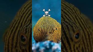 The Fascinating Defensive Mechanisms of The Pufferfish seaanimals [upl. by Niala]