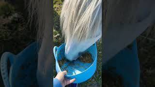 Mini vlog with Dandii and Gus 💗💕🫶🏼 harlowandpopcorn ponyfun thefiveequines thisesme [upl. by Kreda815]