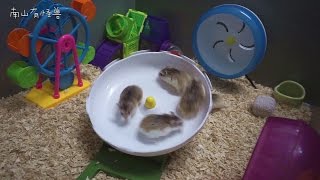 仓鼠大转盘 Roborovski Hamster [upl. by Romo]