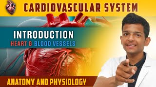 Cardiovascular system In Hindi Introduction of Heart  Anatomy and Physiology Bsc Nursing 2024 [upl. by Alexia]