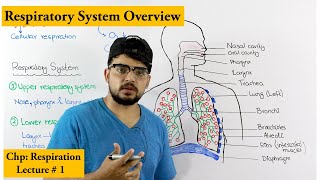 Respiratory system introduction and Overview [upl. by Ashly335]