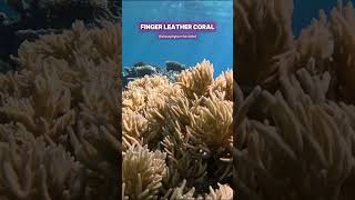 Massive Finger leather Coral in the Wild shorts ocean aquarium nature coral [upl. by Terry]