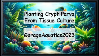 Ill Show You How I Pot Tissue Culture Crypt Parva [upl. by Rekoob]