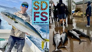 Bluefin Tuna Sportfishing Report Yellowtail Fishing Coronado Islands San Diego May Spring 2024 SDFS [upl. by Eiramyelhsa]