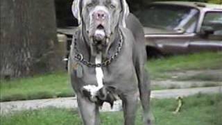 Neapolitan Mastiff Tootsie [upl. by Siron]