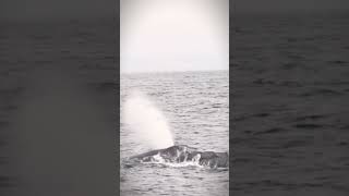 Whale Gliding Through Coral Reefs Ocean Majesty 🐋🌊 [upl. by Ycnaf]