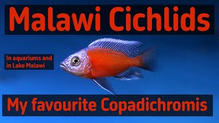 Malawi cichlids Copadichromis in aquariums and i Lake Malawi [upl. by Dnar]