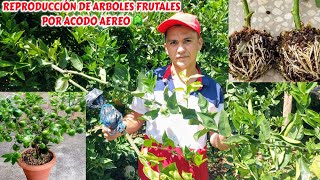 Árboles frutales por acodo aereo super facil [upl. by Westerfield]