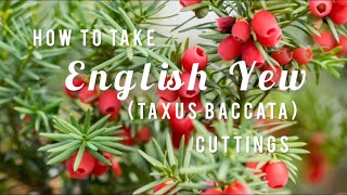 How to take English Yew  Taxus baccata  Cuttings  Soil Mixture and Tips  Tutorial [upl. by Torr]