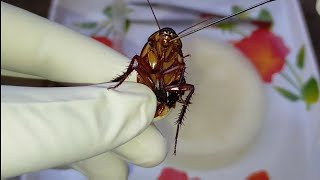 Dissection of Cockroach  Periplaneta americana  Zoology Practical [upl. by Shannon258]