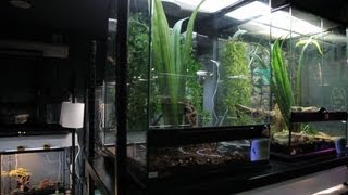 How to Clean a Snake Tank  Pet Snakes [upl. by Hnahc501]