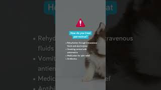 Do you know how parvovirus is treated [upl. by Epuladaug94]