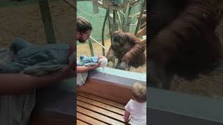 Orangutan Loves Baby 😱😱😱 Orangutan LouisvilleZoo Sweet Cute Animal AnimalAndBaby [upl. by Hgiellek]