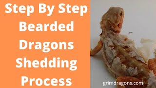 Step by Step Bearded Dragons Shedding Process [upl. by Yanahc]