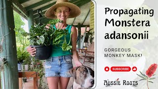 Monstera ADANSONII Propagation The Gorgeous Monkey Mask Plant [upl. by Attikin135]